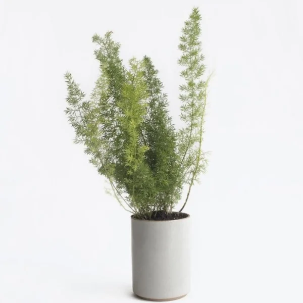 Sale Hasami Planter, Tall, Gloss Grey